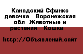  Канадский Сфинкс девочка - Воронежская обл. Животные и растения » Кошки   